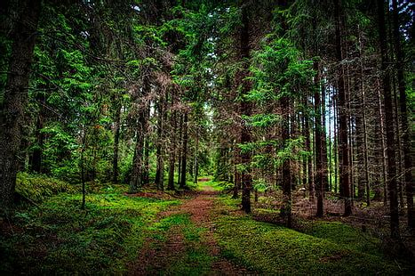 HD wallpaper: Summer Forest Trail Nature Fog Free Desktop Background ...