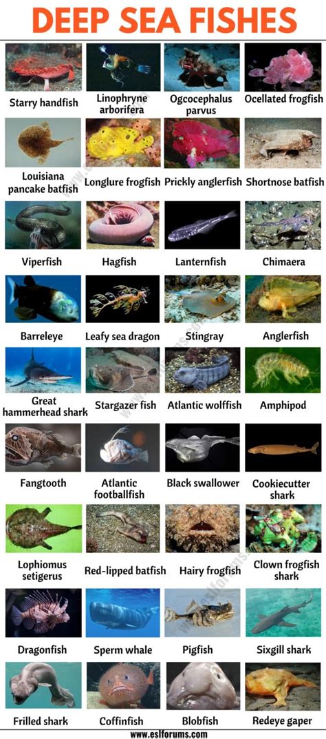 Deep Sea Fish: List of 35+ Types of Fish that Live in the Deep Sea ...