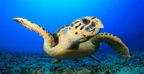 Hawksbill Turtle Rebounding After Quarter Centruy of Conservation ...