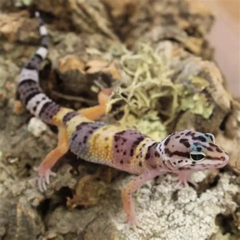 Leopard Gecko – Hatchlings – Eublepharis macularius – Evolution Reptiles