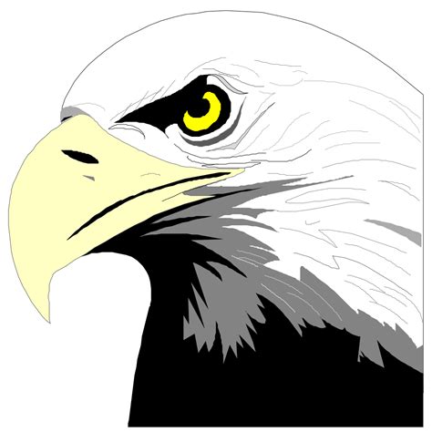 Bald Eagle Head PNG, SVG Clip art for Web - Download Clip Art, PNG Icon ...