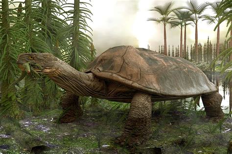 250 Million Years of Turtle Evolution