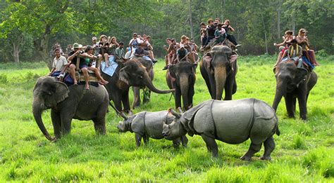 Elephant safari, Elephant back ride, jungle safari, Sauraha, Chitwan ...