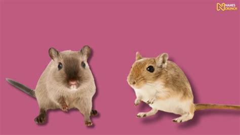 200+ Funny Names for Gerbils - Names Crunch