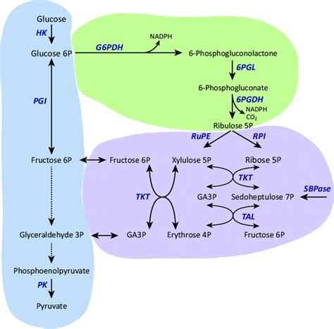 Hexose Monophosphate Shunt (Pentose Phosphate Cycle)