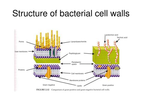 Bacteria With Cell Wall