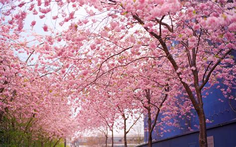 Cherry Blossom Tree Wallpapers Group (75+)