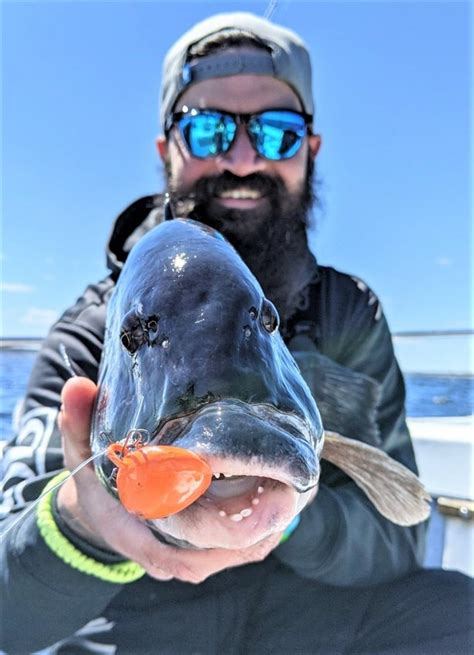 The spring tautog fishing season can be great | EastBayRI.com - News ...