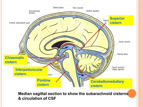 Cranial meninges