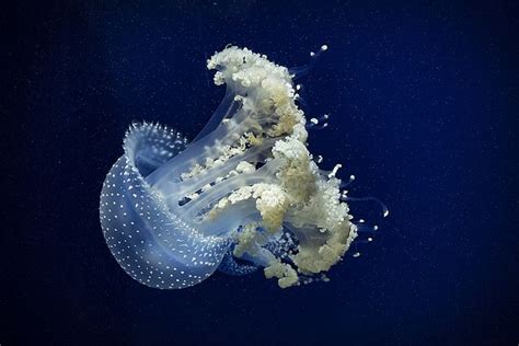 White Spotted Jelly Fish | Jellyfish, White spot, Underwater world