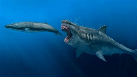 The Megalodon Was Bigger, Faster and Even Hungrier - The New York Times