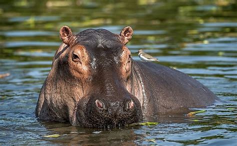 What Animals Live In The Nile River? - WorldAtlas.com