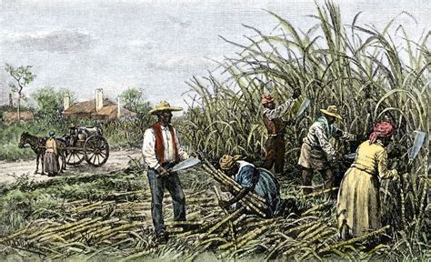 Cotton Plantations Slavery