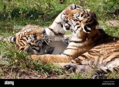 playing tiger cubs Stock Photo - Alamy