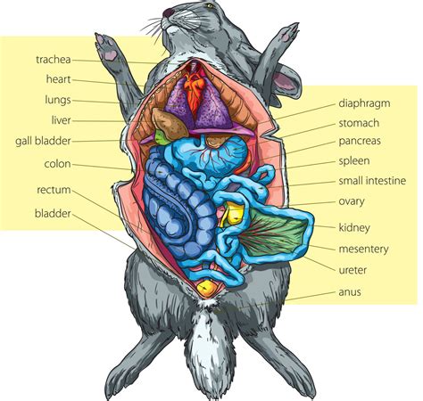 Anatomy Of A Rabbit