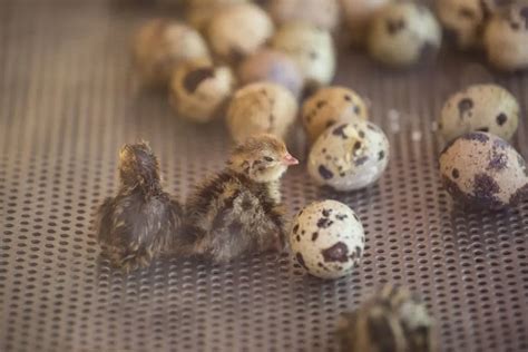 Methods to Retailer Quail Eggs - animalonly.com