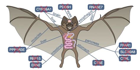 Vampire Bats’ Taste for Blood Seen in Lost Genes | The Scientist Magazine®