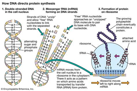 Differences in Dna Composition Among Individuals Within a Given Species ...