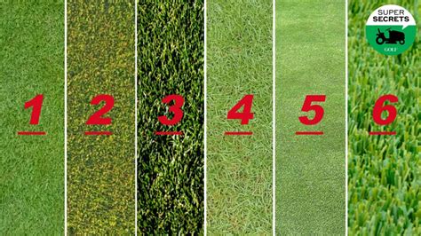 6 grass types every golfer should know, and how each affects your game