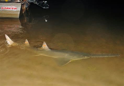 Sawfish Conservation Society: April 2015