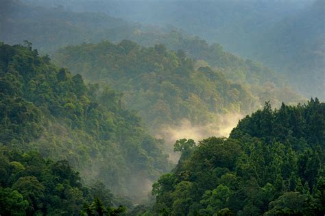 What forest conservation strategies have been shown to be most effective?