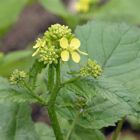 Black Mustard Seeds For Planting Indoors or Outdoors