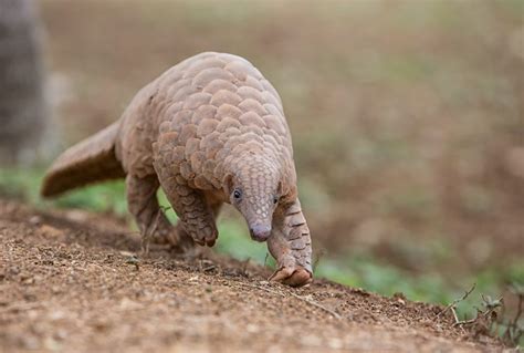 Indian pangolin | Manis crassicaudata