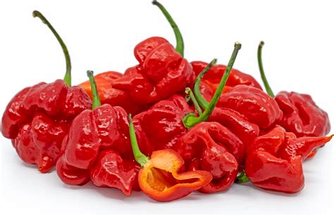 Red Scorpion Chile Peppers Information and Facts