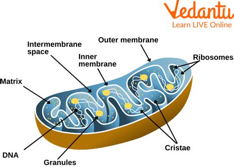 Mitochondria - Structure, Functions and Facts