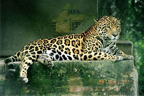 Picture 11 of 11 - Jaguar (Panthera Onca) Pictures & Images - Animals ...