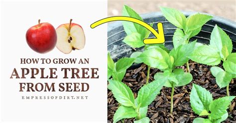 How to Grow An Apple Tree From Seed (Easy Tutorial)