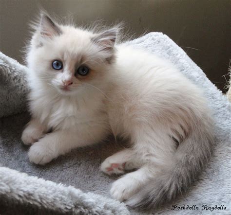 about maine coon cats ny: Blue Point Bicolor Ragdoll