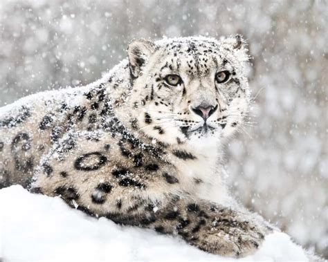 10 Incredible Snow Leopard Facts - A-Z Animals