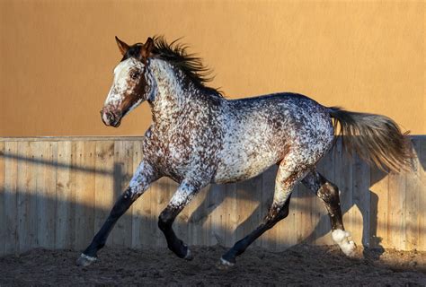 A Guide To Appaloosa Horse | Horsy Land - All about horses