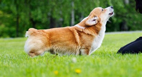 Barking In Corgis: Do Corgis Bark A Lot? - Corgi Care