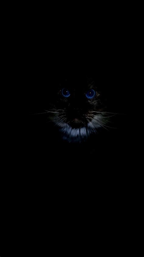 1920x1080px, 1080P free download | Blue Eyed Cat, amoled, black, dark ...