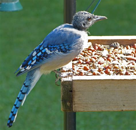 Bald stage of a molting Blue Jay - FeederWatch