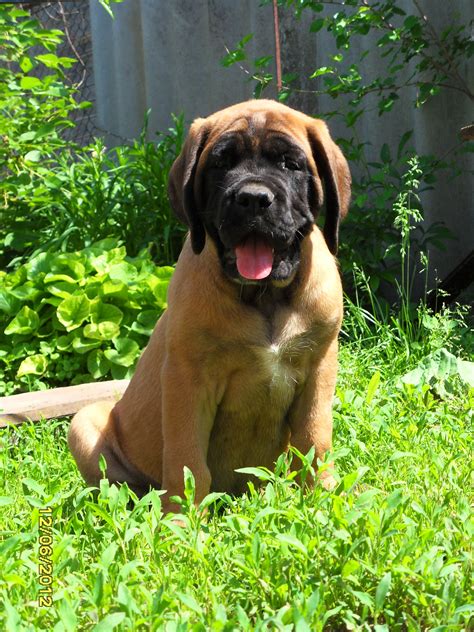 English Mastiff puppy is 2 months | English mastiff puppies, English ...