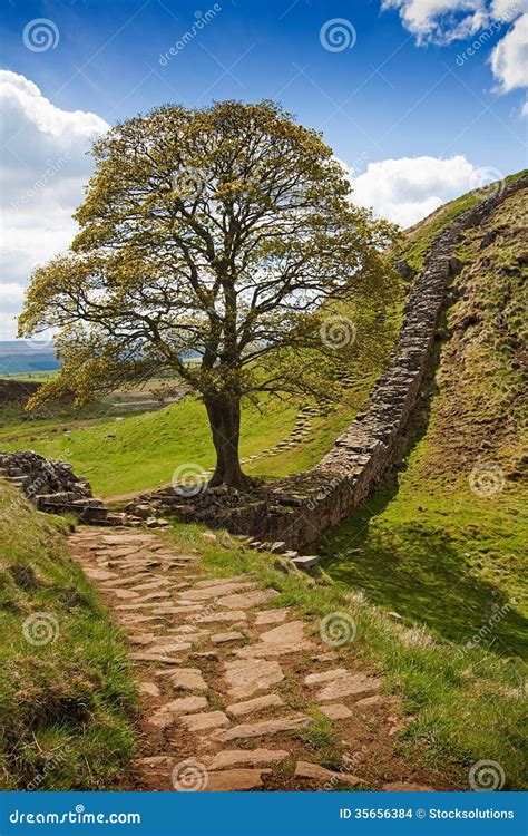 Sycamore Gap on Hadrian S Wall Stock Photo - Image of history, imperial ...