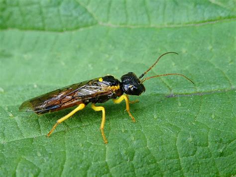 Pamphilius hortorum (Klug, 1808) - Sawflies