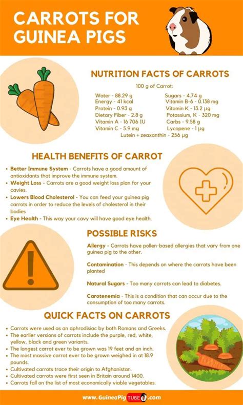 Can Guinea Pigs Eat Carrots? (Benefits, Risks, Serving Size & More ...