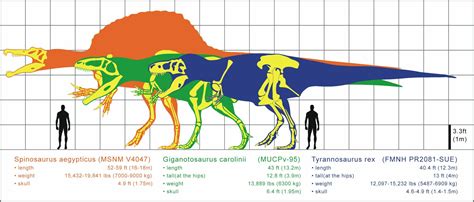 Was Spinosaurus Bigger Than T-Rex? - FossilEra.com