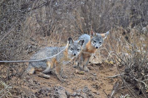 Catalina Island Conservancy launches online naturalist training | The ...