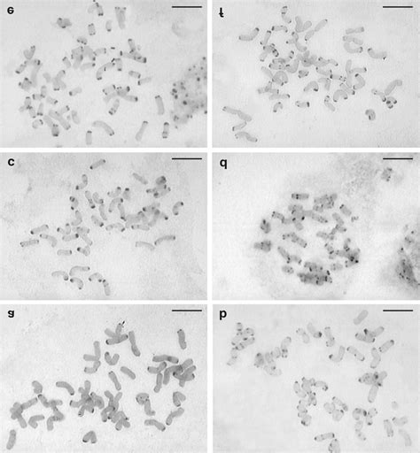 C-banded chromosomes of different hexaploid (a-d), octoploid (e) and ...