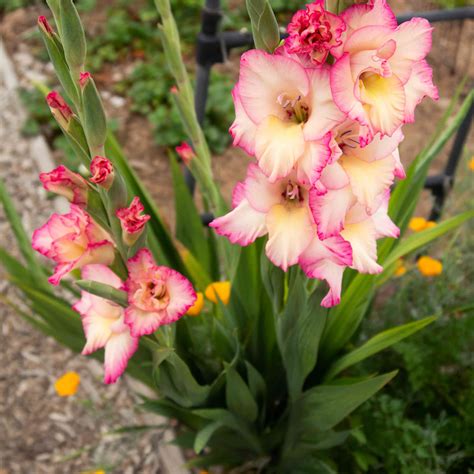 Growing Cool Plants Gladiolus Mm | sexiezpix Web Porn