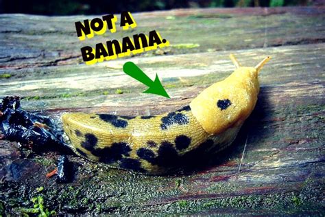 10 Fun Facts About Banana Slugs