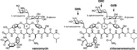 Figure 1 from Structure of the UDP-glucosyltransferase GtfB that ...