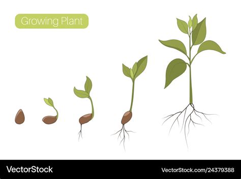 Phases Of Plant Growth