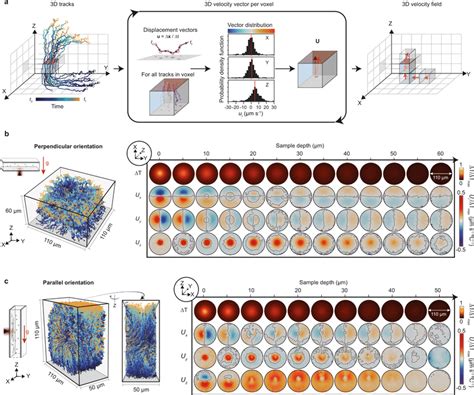 Full 3D vector flow characterization and influence of sample ...