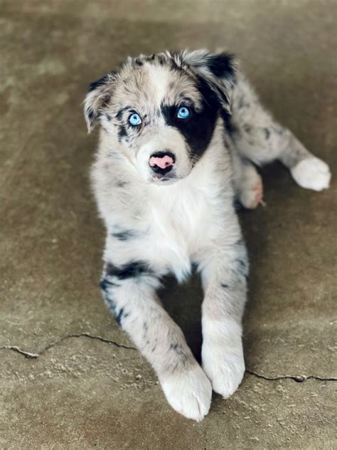 Blue Merle Australian Shepherd puppies | Australian shepherd blue merle ...